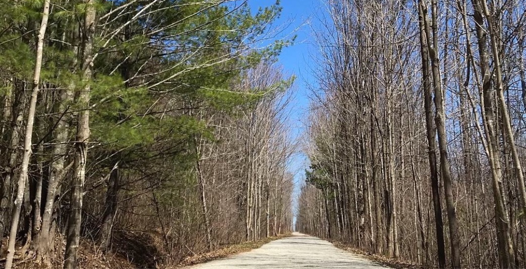 Blue sky and open trail framed by bare trees in spring